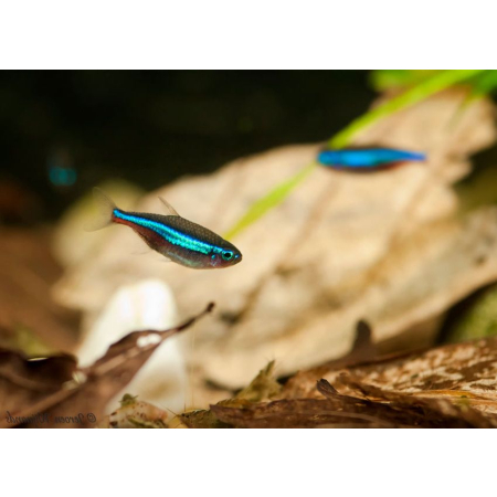 Neon simulans, neon zielony, Paracheirodon simulans